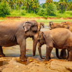 1-Day Private Car Tour from Negombo to Kandy & Pinnawala – Discover Sri Lanka with Shenaly Rent A Car