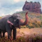 1-Day Private Car Tour from Negombo to Sigiriya & Dambulla 